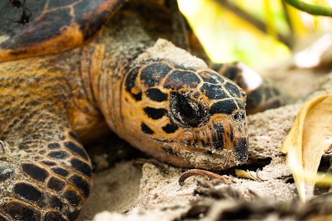 Nahaufnahme des Schildkrötenlebens