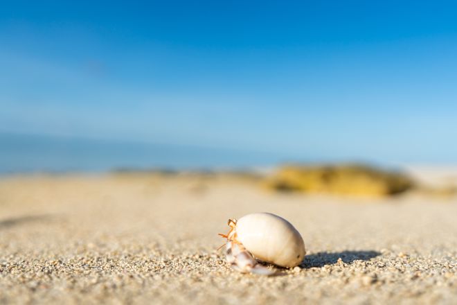 Sandkrabben am Strand