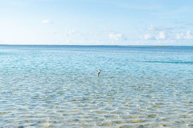 Seemöwen fliegen auf dem Wasser