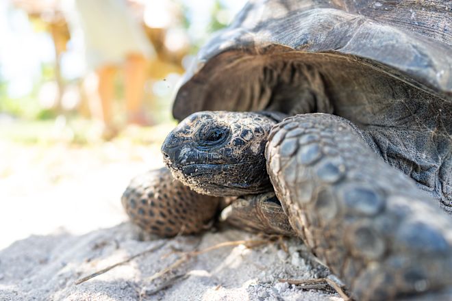 Nahansicht einer Schildkröte am Strand