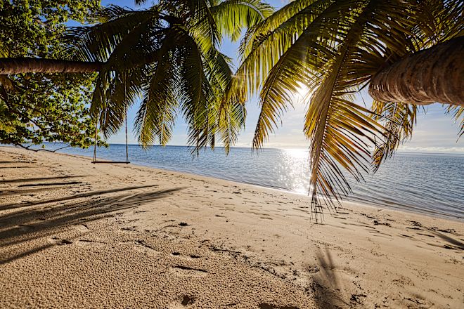 Palmen am Strand an einem sonnigen Tag