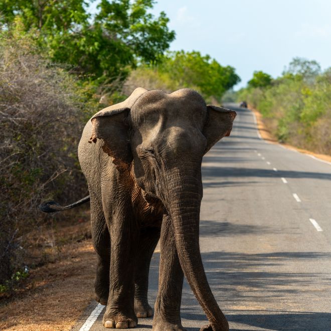 Primer plano de un elefante en la carretera