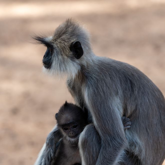 Primer plano de una toma de monos