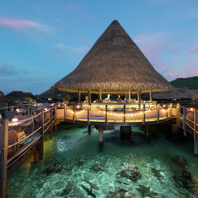 サメが泳ぐ海の上のバーと客席エリア