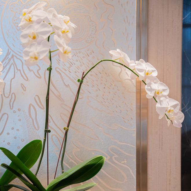 ピーコック・アレー、蘭の植物