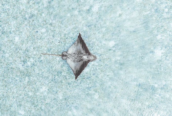 نشراي في الماء