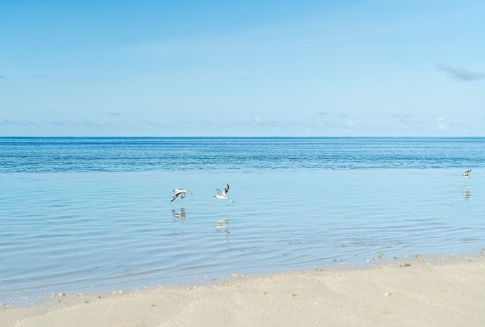 طيور النورس المائية على الشاطئ