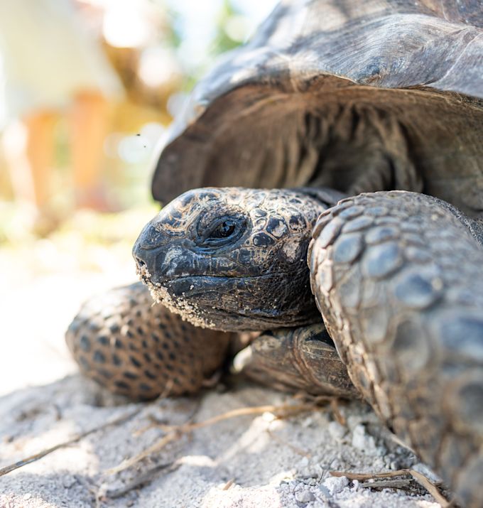 منظر قريب لسلحفاة على الشاطئ