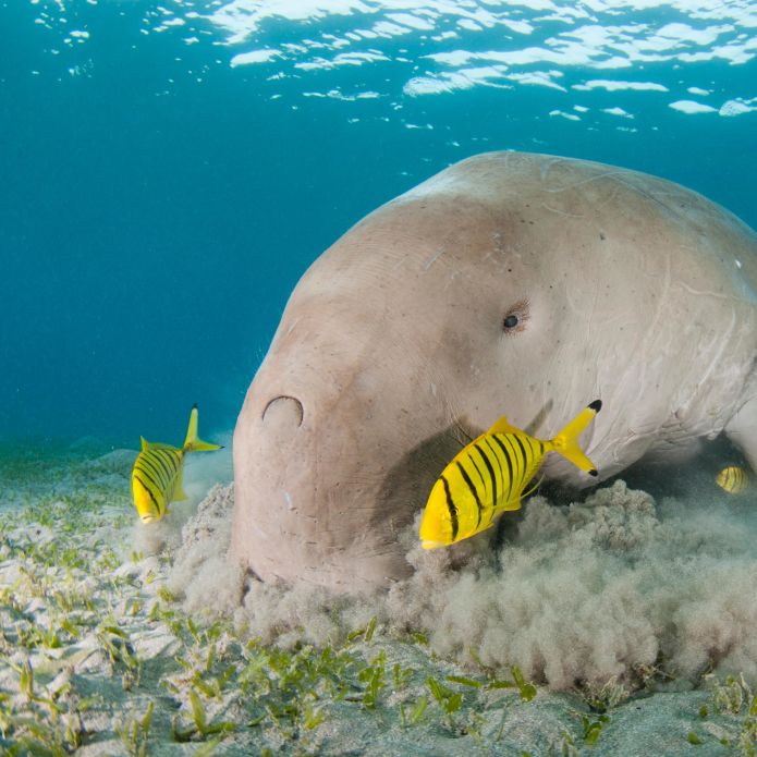 Closeup of a Dugong eating seagrass in the ocean