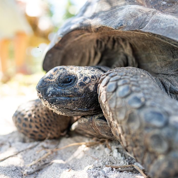 Vedere din apropiere a unei țestoase la plajă