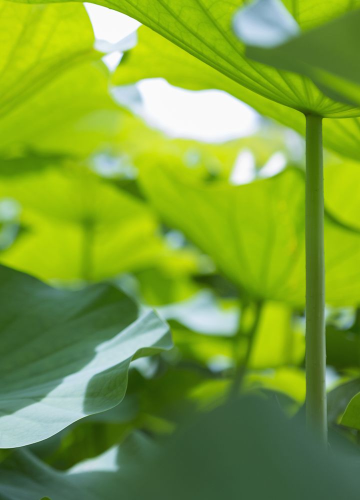Close Up of Green Tropical Plants on a Sunny Day