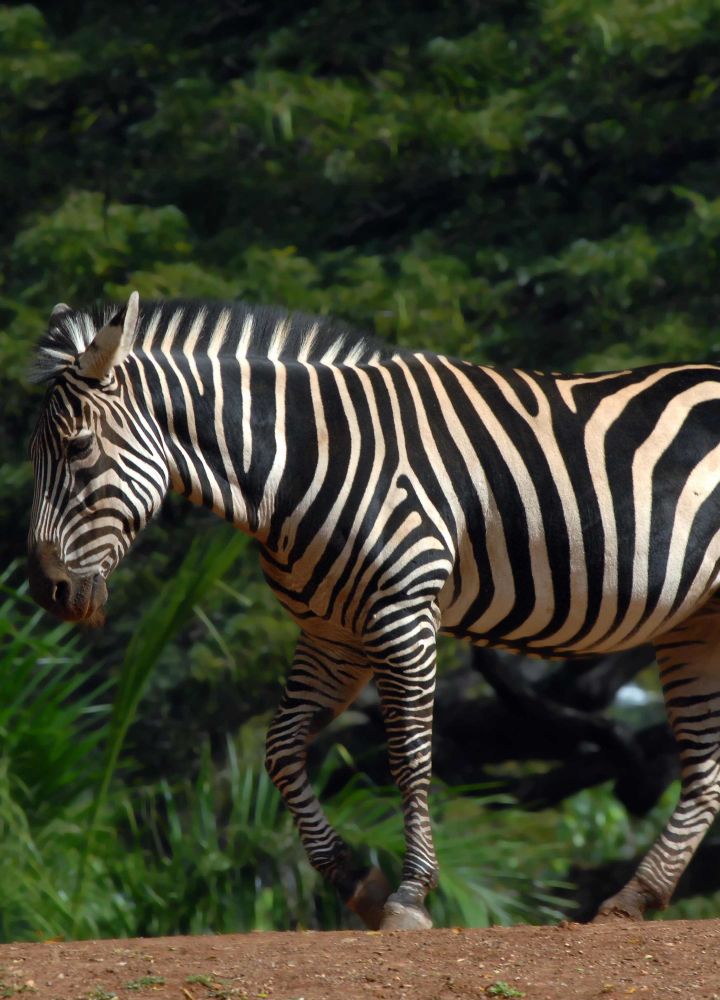 Honolulu Zoo, zebra