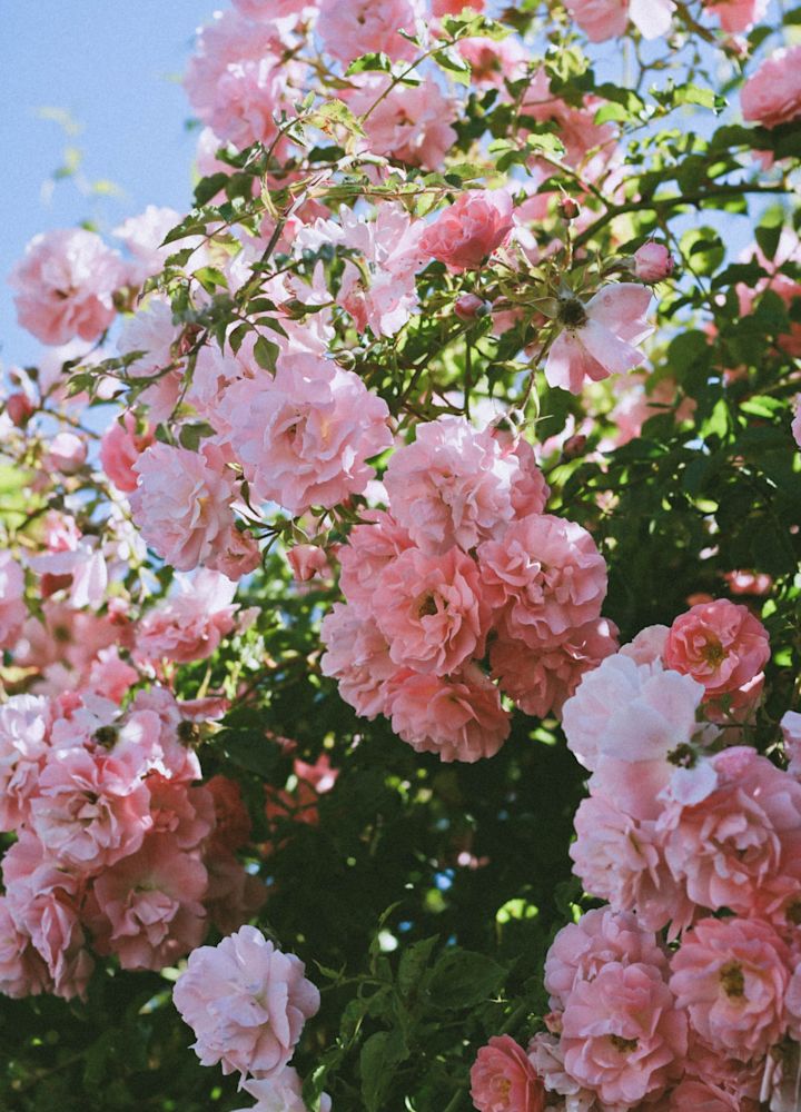 Closeup of pink flowers on a bush
