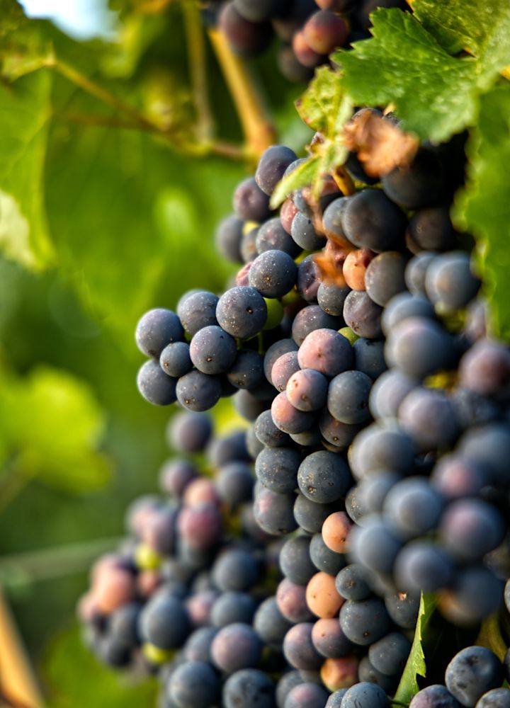Closeup of black grapes on the vine