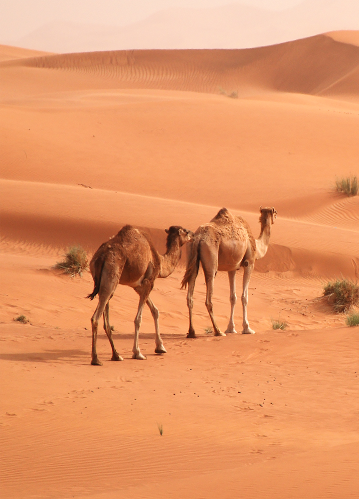 Things to do in Dubai