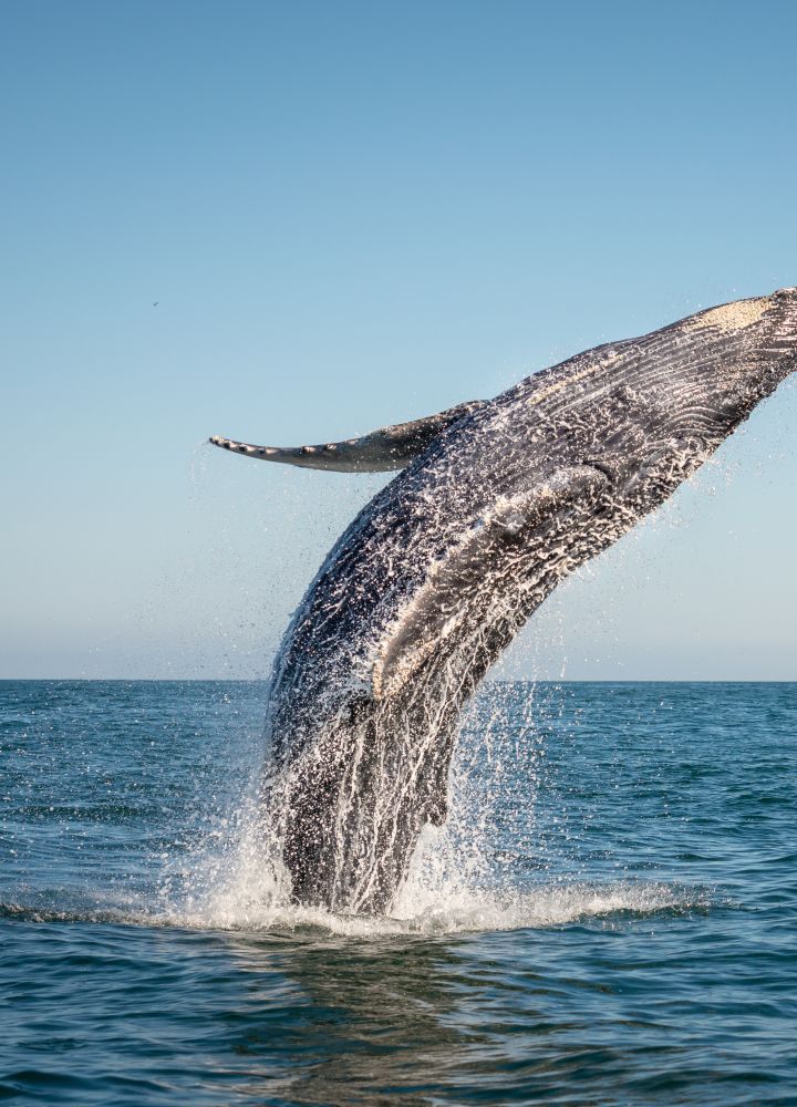海から飛び出すクジラ