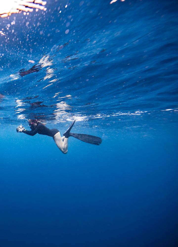 ホエール・サメと一緒に泳ぐ人