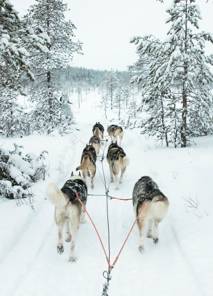 Dogsledding in the Snow