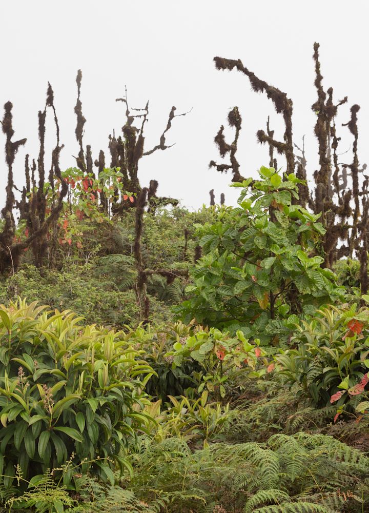 Lush plants growing in the Galapagos