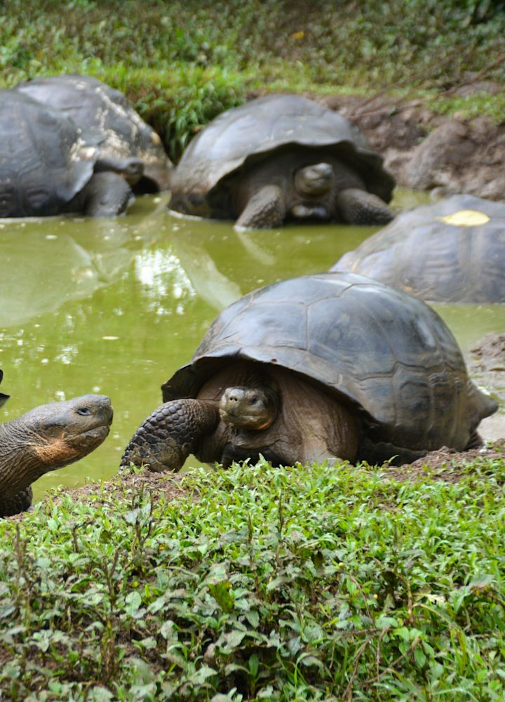 A large group of Galapagos Giant Tortoises keeping cool in the water.