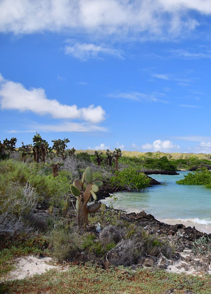 A lush forest and lagoon on the Galapagos