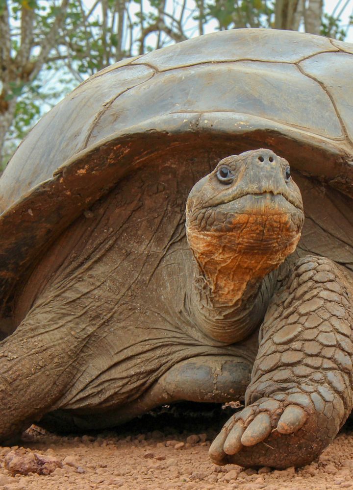 Galapagos tortoise lounging in the dirt