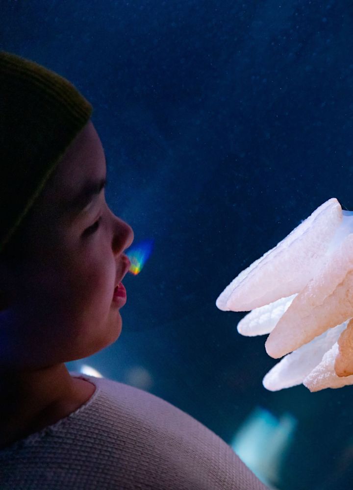 a jellyfish