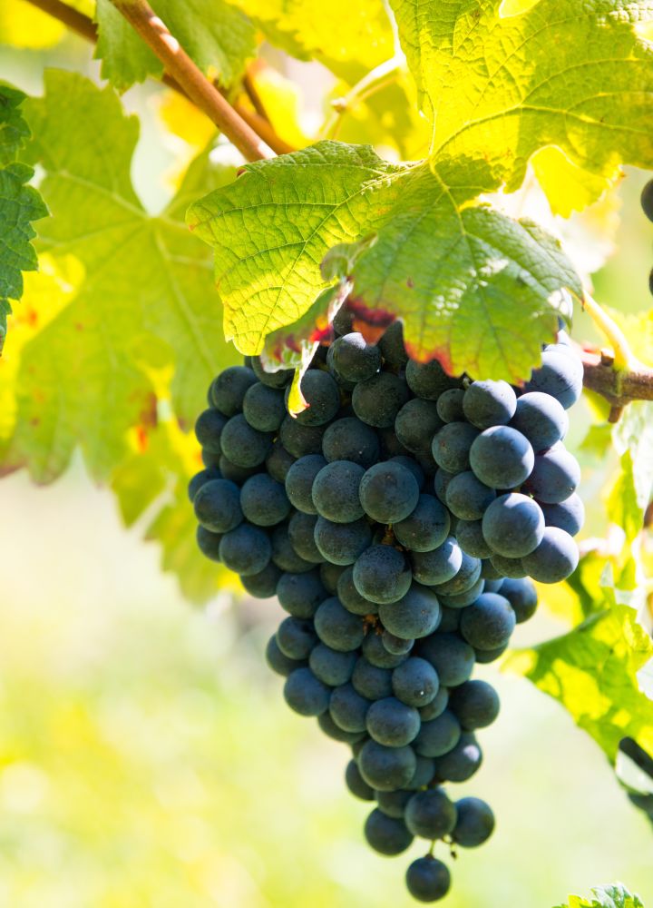 Nahaufnahme der Trauben in den Weinbergen