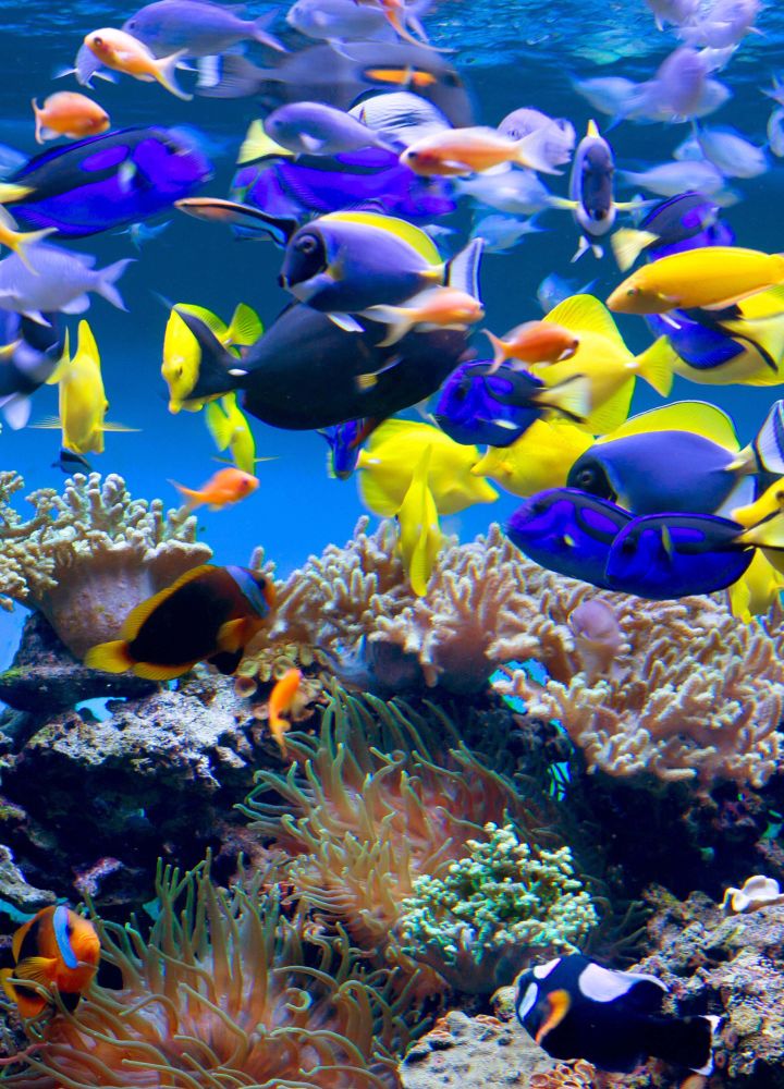 Fish shot in Dubai Aquarium