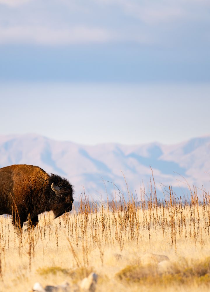 Antelope Island Experience