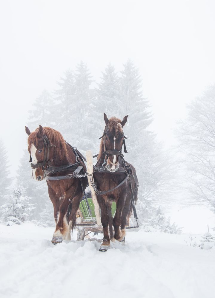Horses in snow landscape