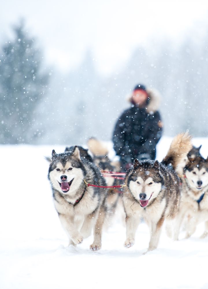 Man riding sled pulled by dogs in snow