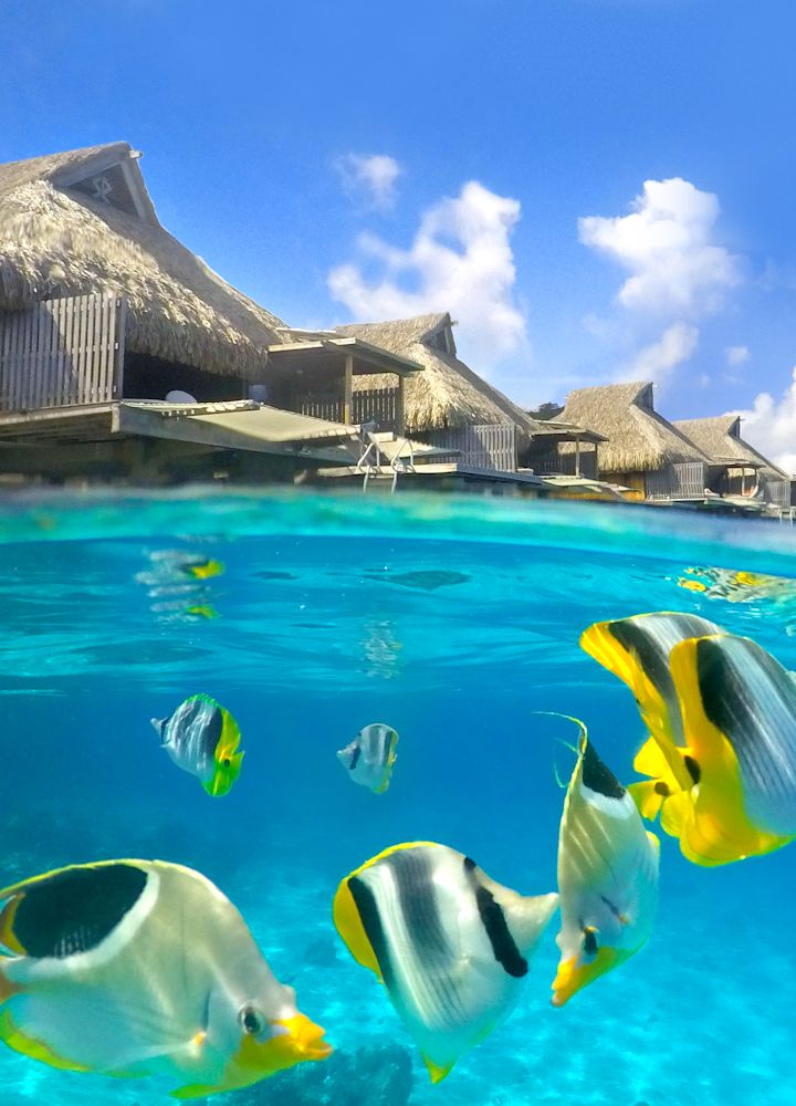 ヴィラと水中の眺めと魚