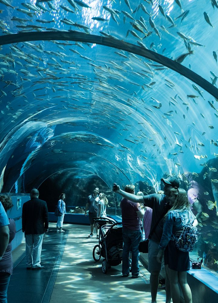 túnel en el acuario