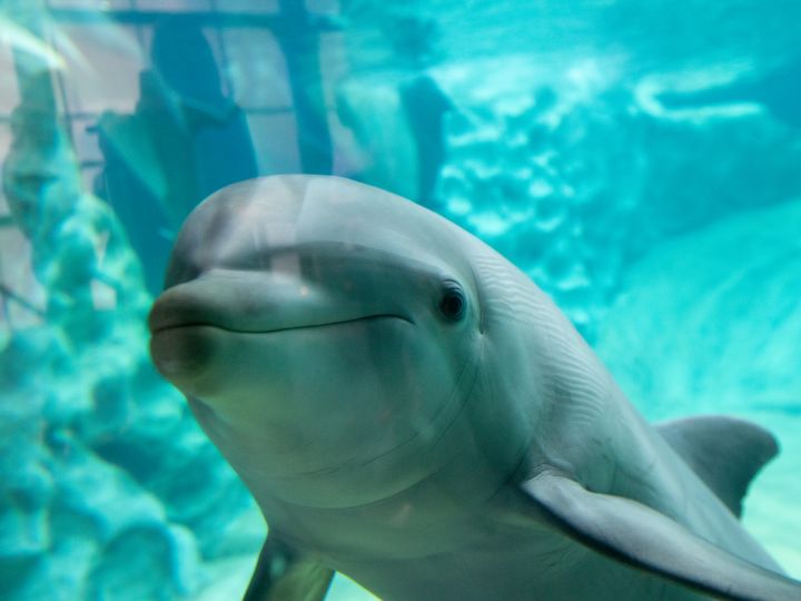 水族館のイルカ