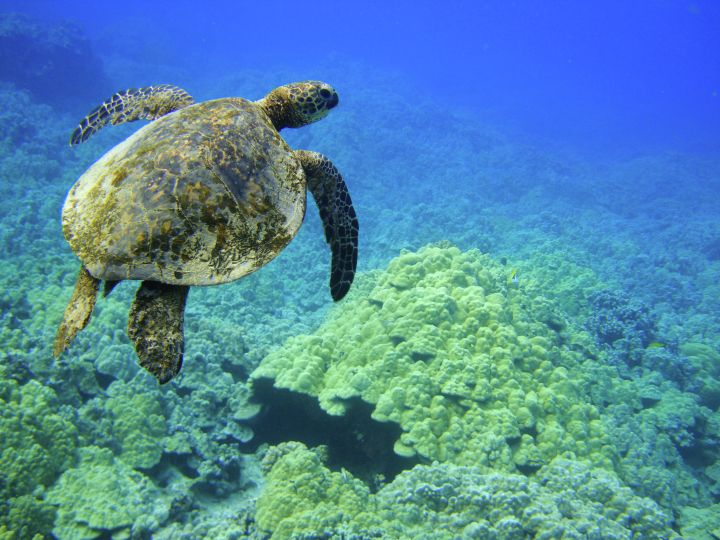 tortue de mer verte sur un récif sur la grande île d'Hawaii