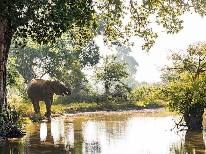 Elefante bebiendo agua