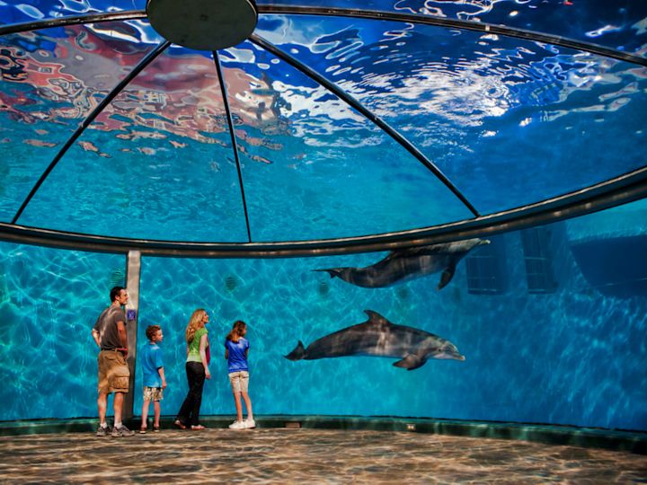 Family looking out into aquarium with dolphins