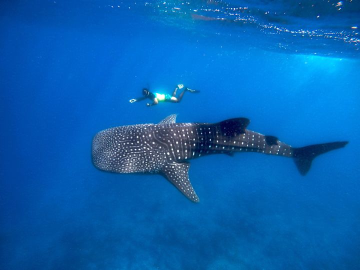 Baignade sous-marine avec requin