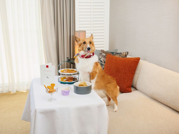 Perro en un sofá en una sala de estar de la suite con comida para perros y golosinas en una mesa