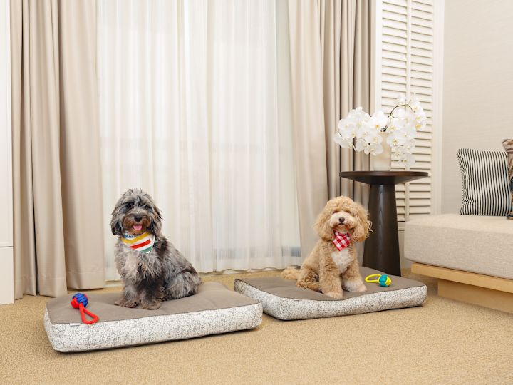 Dos perros en colchonetas con juguetes en una habitación