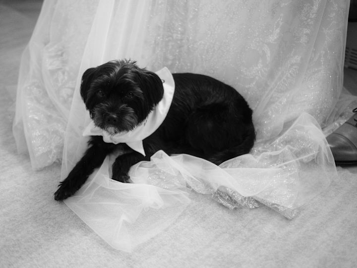 black and white picture of a dog laying on the brides wedding dress