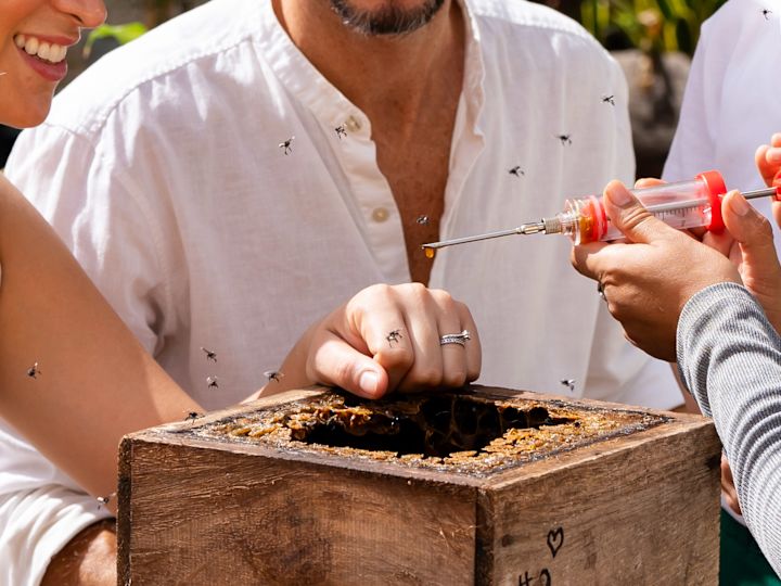Person extracting honey from a stingless bee colony using a specialized manual suction syringe
