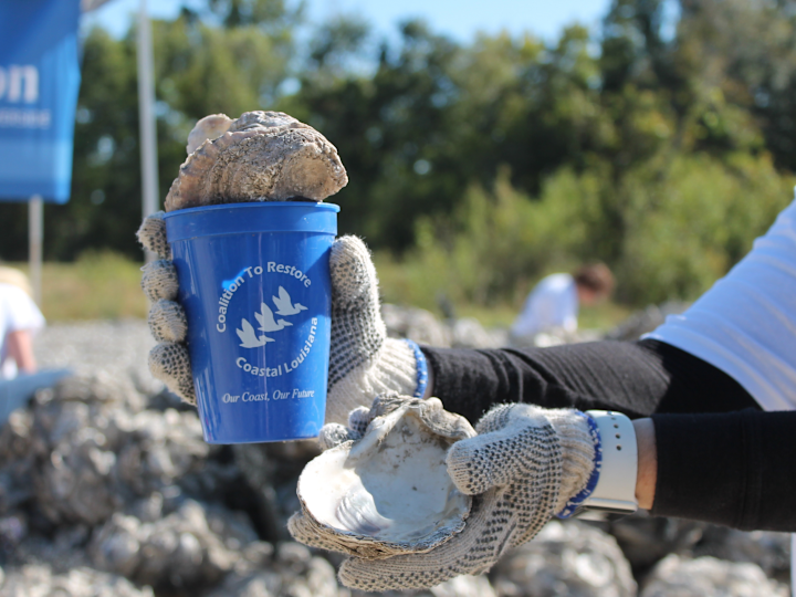 a Person Holding a Plastic Cup with Oyster Shells