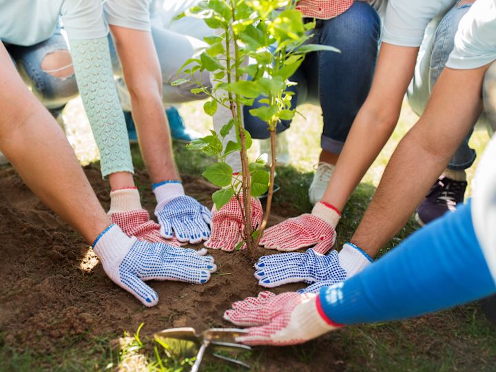 A Group of People Planting a Tree