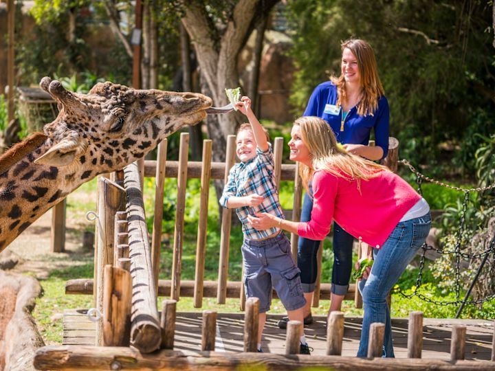 小男孩和妈妈一起喂长颈鹿