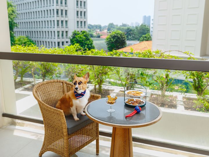 Perro con gafas de sol, sentado en una mesa con comida para perros en el balcón de una habitación