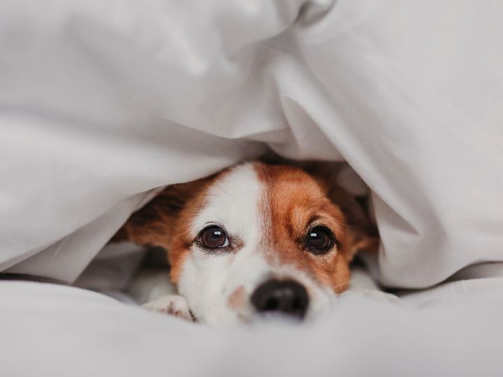 Imagem em close de um pequeno cachorro sob capas de cama