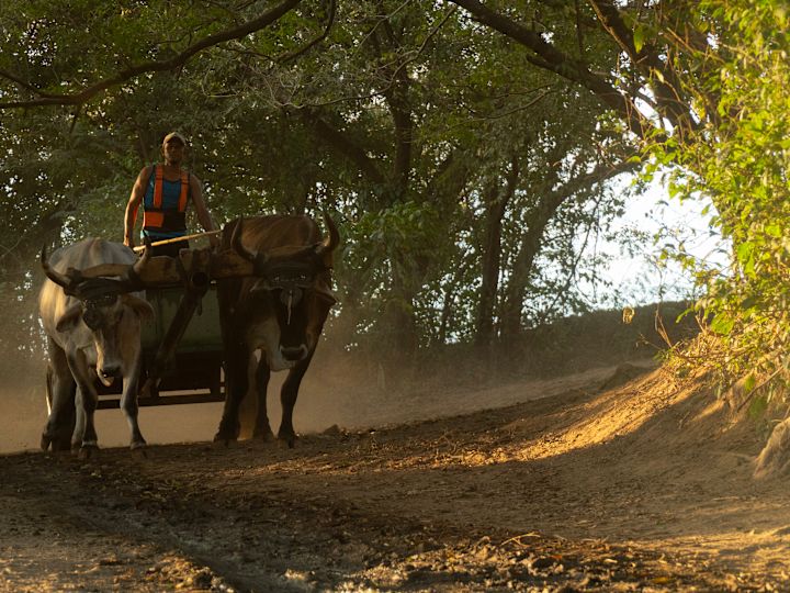 Un homme sur une voiturette de bœuf à Bueyes Road