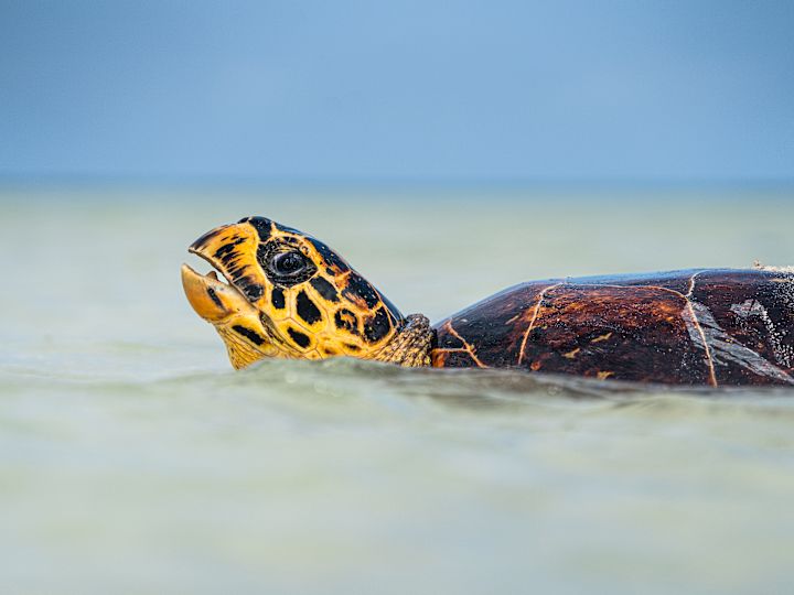 Turtle In Water